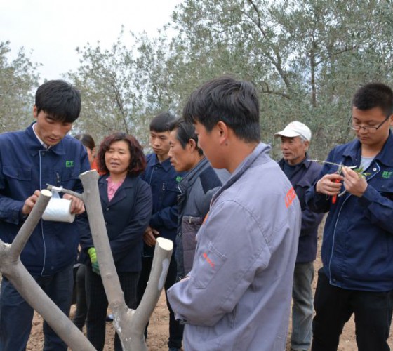 公司從產(chǎn)業(yè)鏈起始端著手，引進(jìn)良種優(yōu)苗，繁育基地苗圃，優(yōu)化樹(shù)種，以?xún)?yōu)質(zhì)的橄欖樹(shù)苗為生產(chǎn)特級(jí)初榨橄欖油提供基礎(chǔ)保障。在以自建萬(wàn)畝國(guó)家標(biāo)準(zhǔn)化油橄欖..