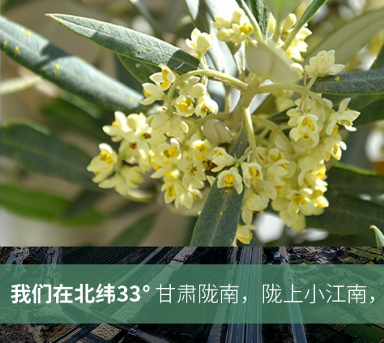 武都的氣候、土壤等與地中海沿岸極其相似，同處于世界頂級(jí)油橄欖黃金生產(chǎn)帶（32°58--33°36）年平均氣溫為14.7°，年日照時(shí)數(shù)1911..